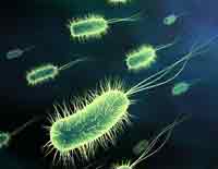 Keberaan Bakteri Mempengaruhi Kesehatan Usus
