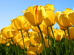 bunga tulip..:D