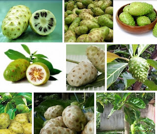 buah mengkudu obat diabetes alami buah mengkudu obat diabetes alami