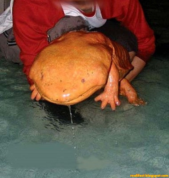 Kata Raksasa Beratnya Dapat Mencapai 3,3 KG Kata Raksasa Beratnya Dapat Mencapai 3,3 KG