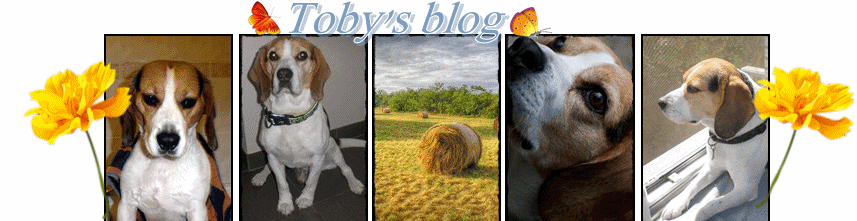 Beagle Toby