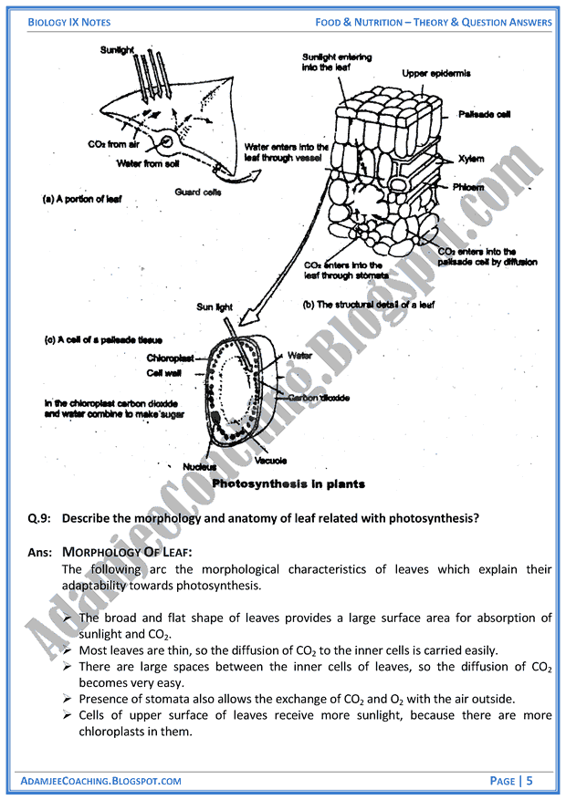 food-and-nutrition-theory-notes-and-question-answers-biology-notes-for-class-9th