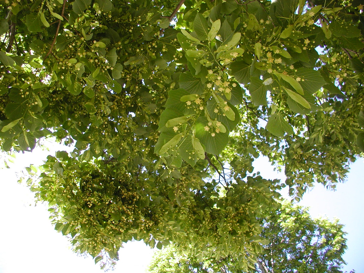 What Should I Be Doing With My Bees This Month? Basswood Trees