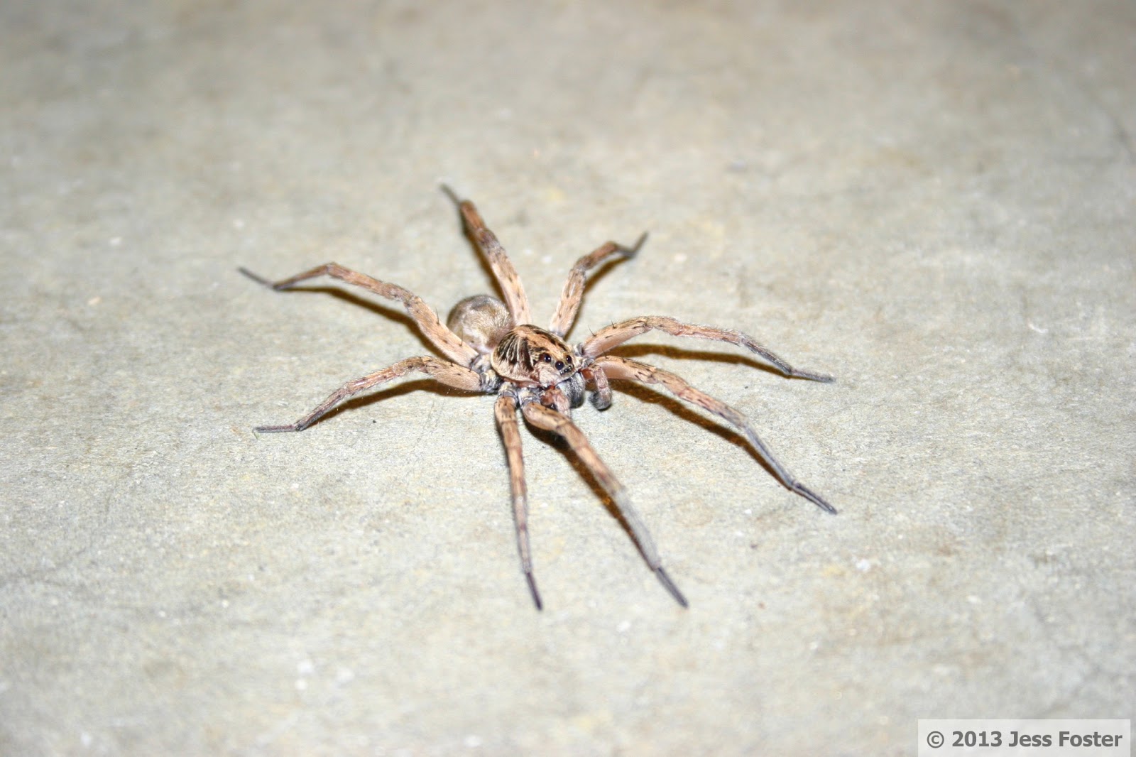 Sluggin' Along Giant Wolf Spider