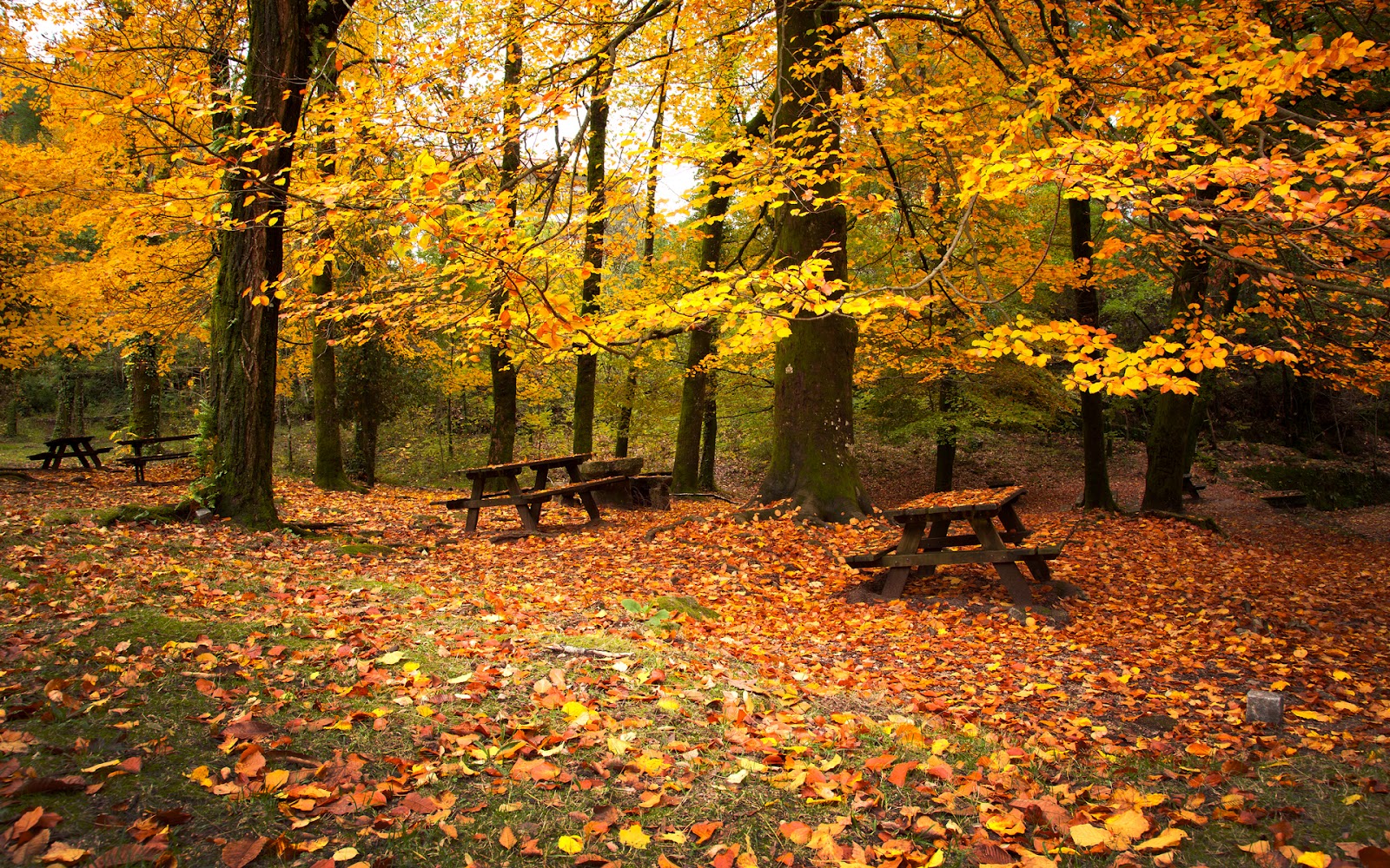 Parques en Otoño Fondos de Pantalla HD Wallpapers HD