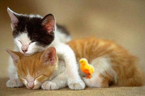 Cute and Best Loved Wallpapers and SmS: Cute Friendship Wallpapers