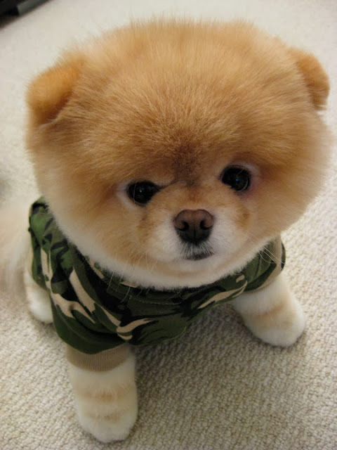 Boo World's Cutest Dog Boo World's Cutest Dog