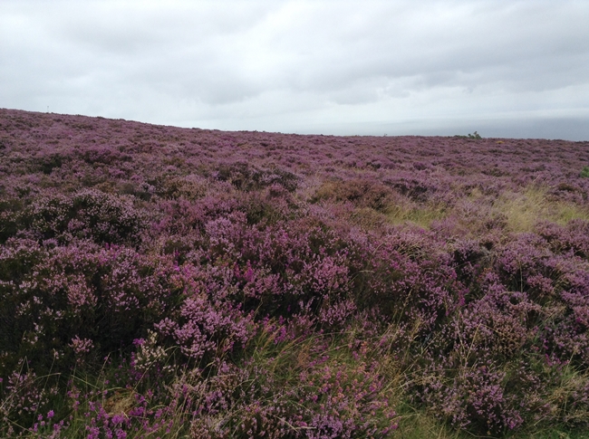 Pretty Purple Flowers Field english countryside wild flowers summer cute british