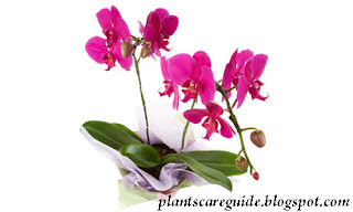 Orchids Houseplant Care Tips