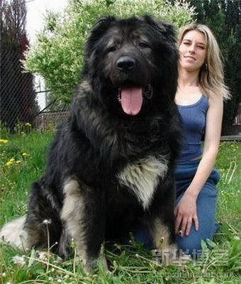 ANJING RAKSASA TERBESAR Di Dunia BERBOBOT 90Kg: Anjing Terpanjang 210Cm Yang Masih Hidup Saat Ini