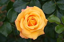 Rose Beautiful garden rose"Amber flash"