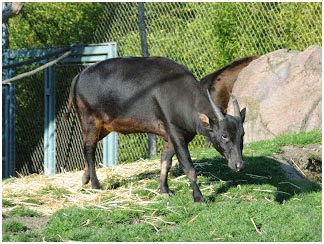 Creat Future Flora Dan Fauna Khas Sulawesi Tenggara