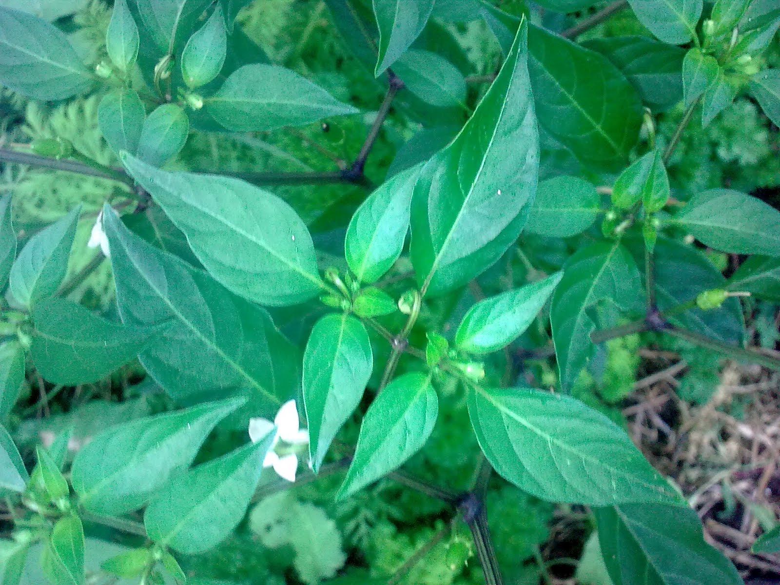 companion planting organic gardening green finger tips