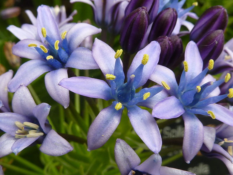 flowers for flower lovers. Scilla flowers pictures.