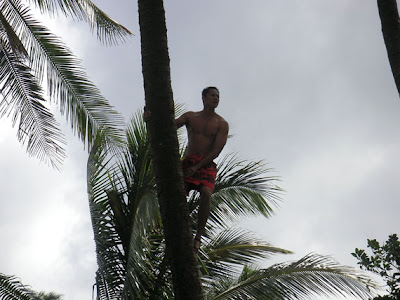 native climbing a palm tree in Hawaii