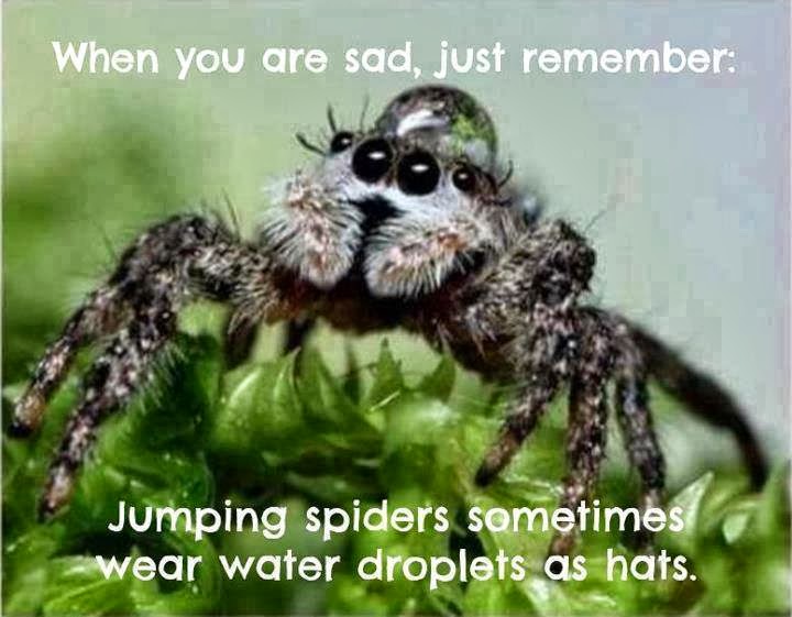 When you are sad, just remember, jumping spiders sometimes wear water