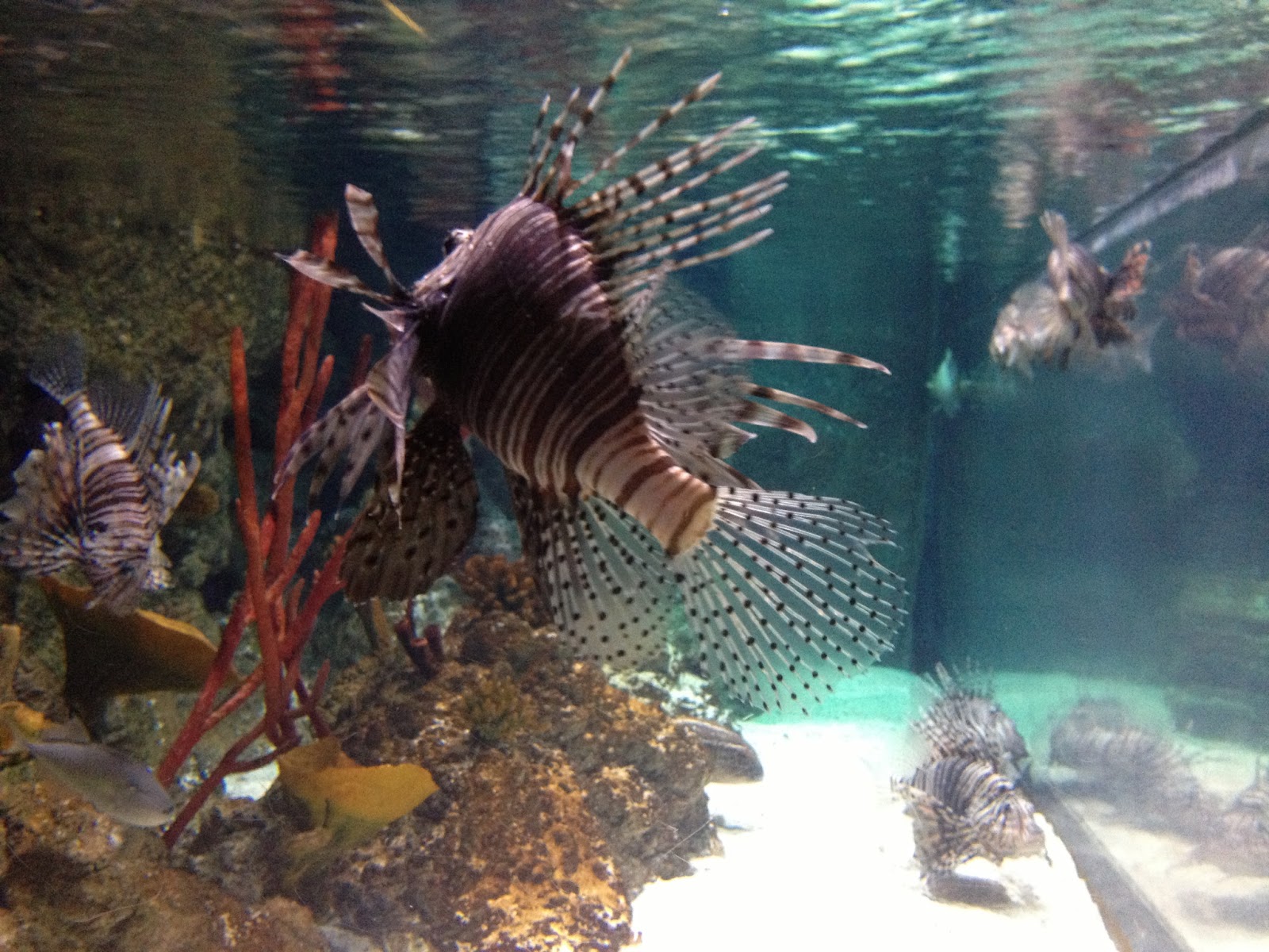 Sweet Tea and Crumpets The London Aquarium and Dublin