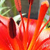Best Worst Flowers for Allergy Sufferers