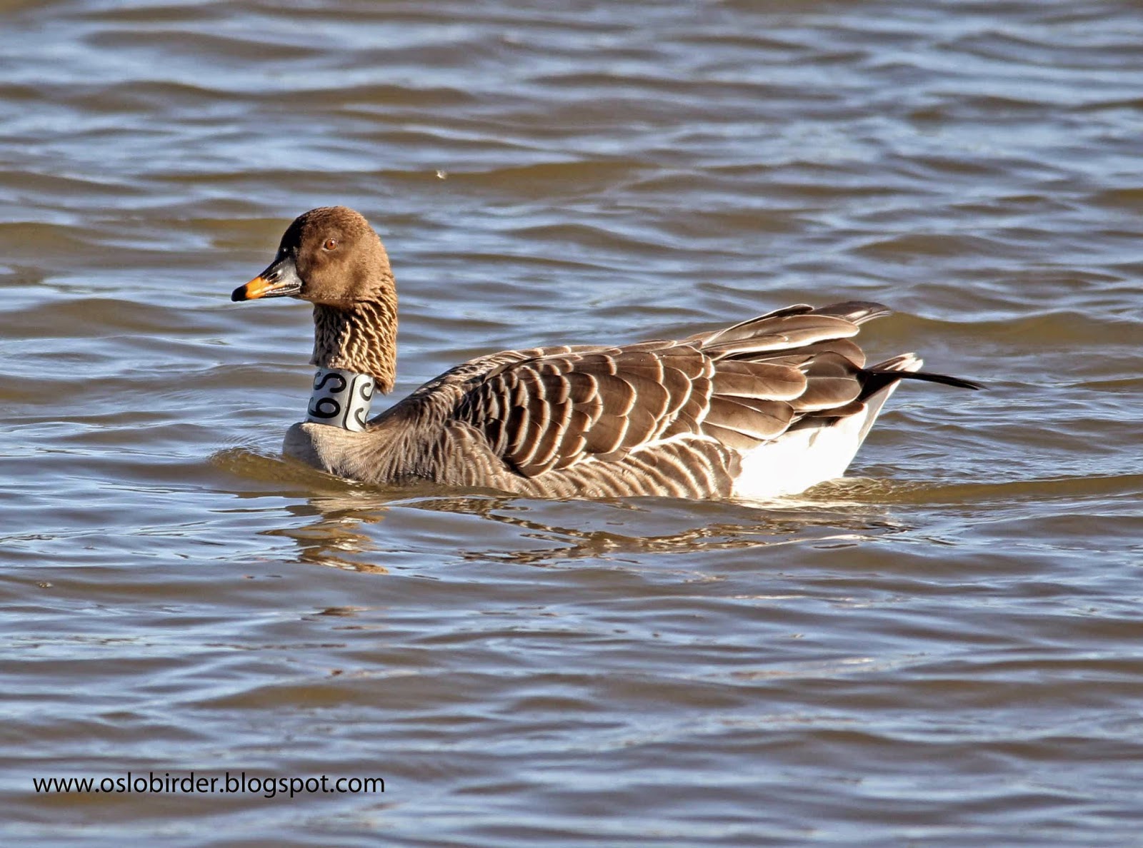 OSLO BIRDER Fantastic day with the Scottish Bean Geese