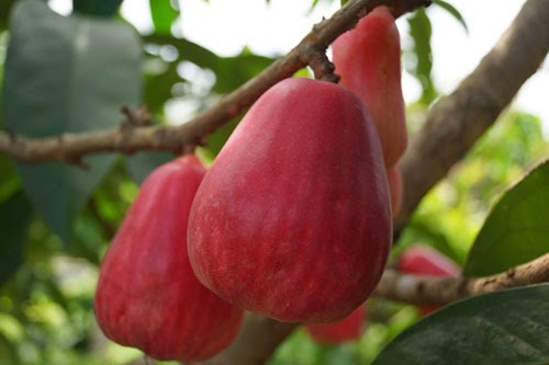 Williams Nursery Jambu Bol