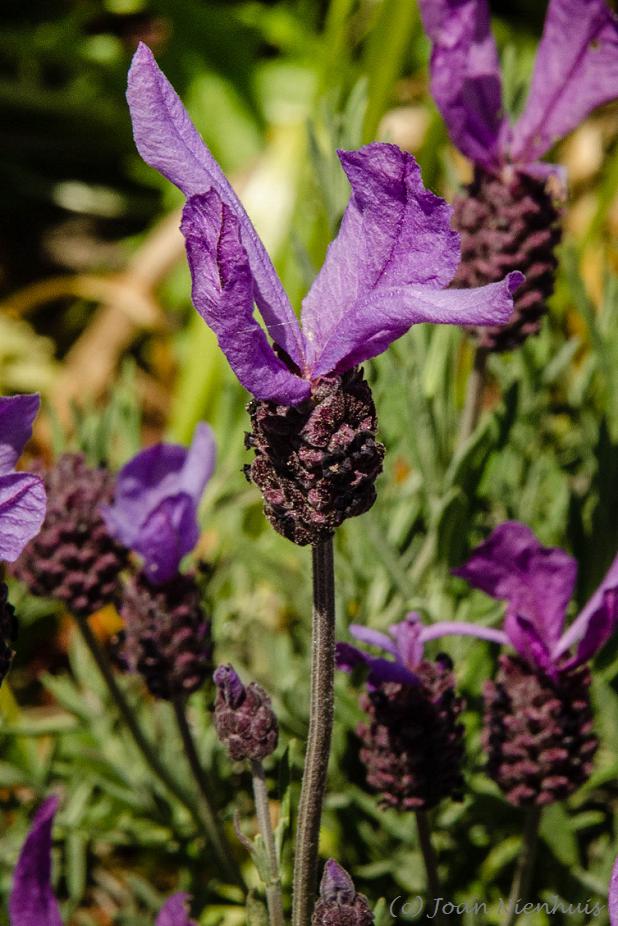 Pacific Northwest Photography Spanish Lavender