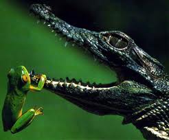 reptile heart chambers