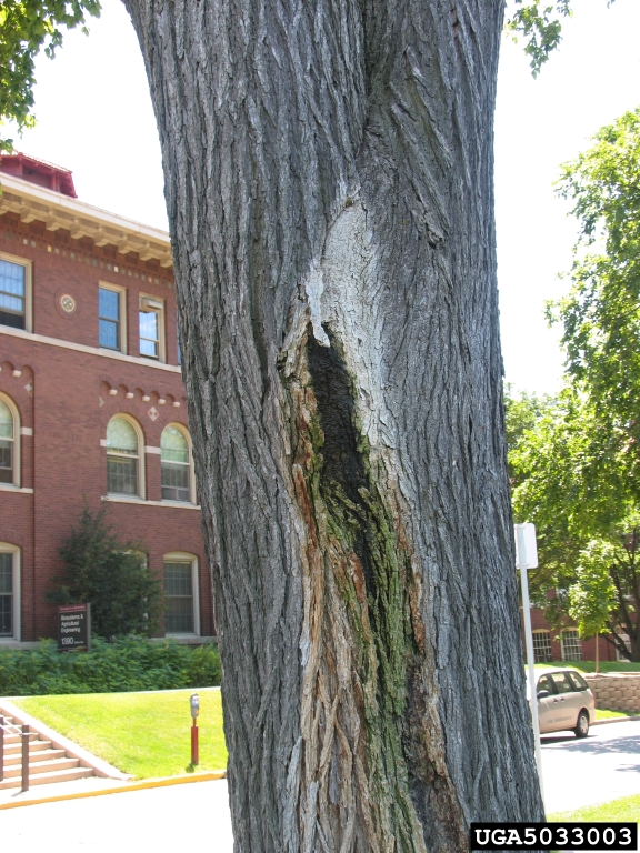 What's Wrong with that Tree? What is the oozing, foul smelling liquid