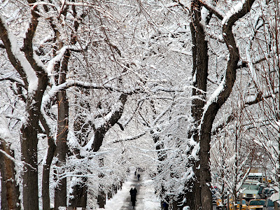 Winter Snow Storm New York City free image