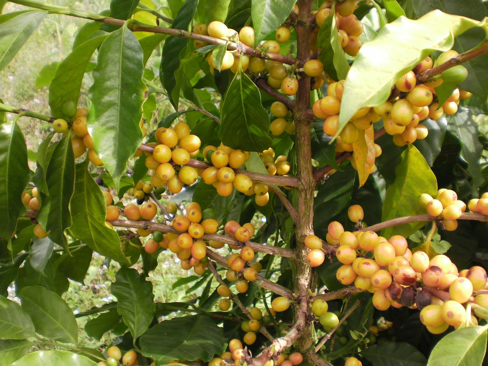 Nicaraguan Coffee Adventures We have yellow coffee cherries!