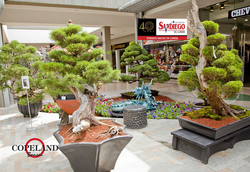BONSAI COLOMBIA Expo Bonsai Medellin.