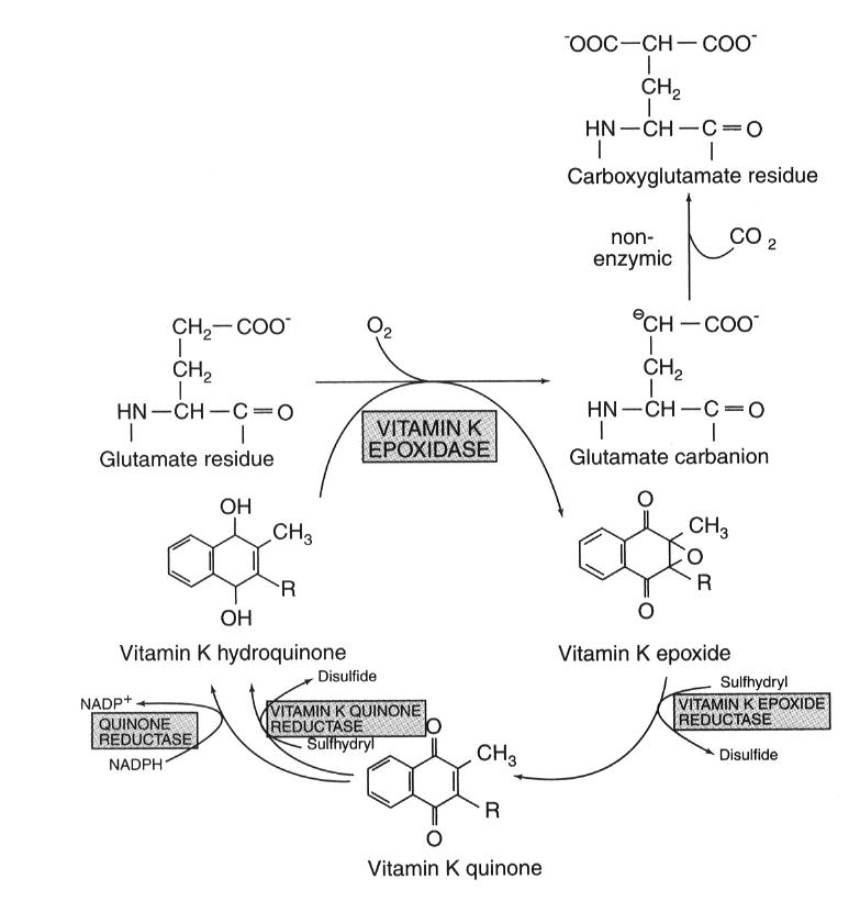維生素K(Vitamin K) 小小整理網站 Smallcollation