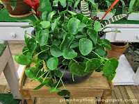 Pilea peperomioides