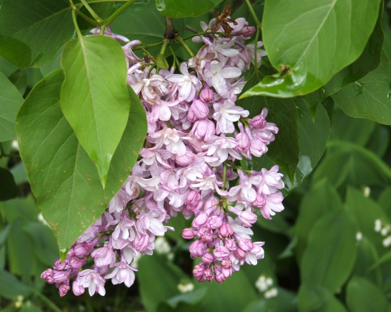 God's Growing Garden: Maintaining Lilac Bushes