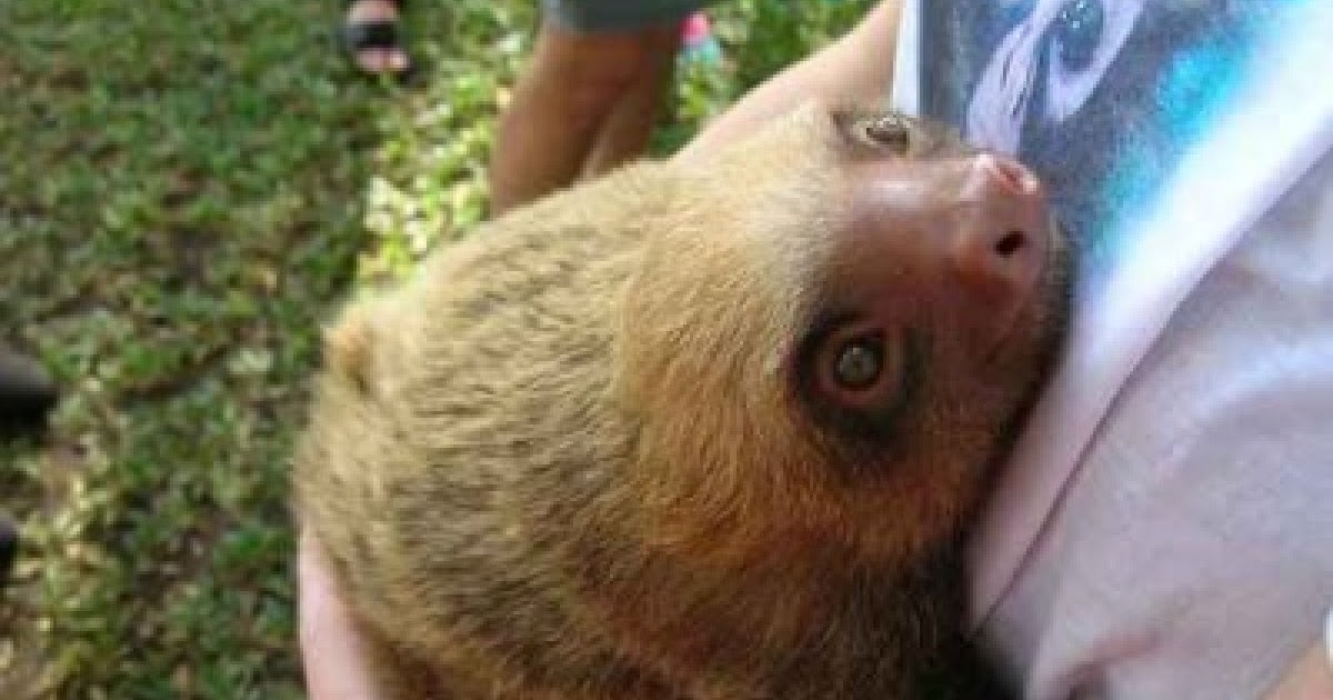 CURRENT EVENTS Adorable Relationships With Animals