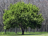 trees in charlottesville