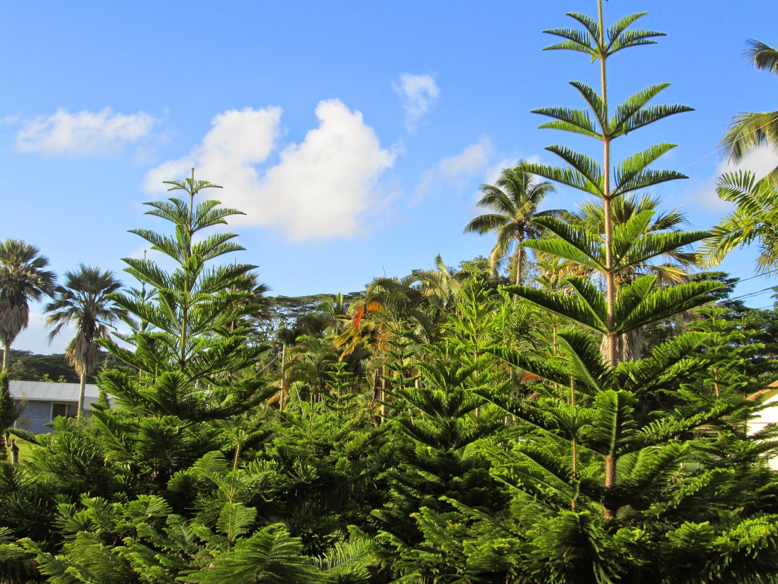 Family Travel Blog How to find a "real" Christmas tree on the Big