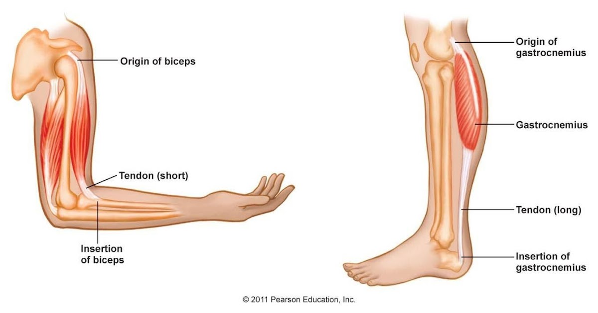 Tendon examples picture