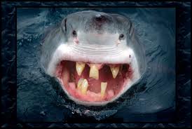 Most Dangerous Funny Sharks