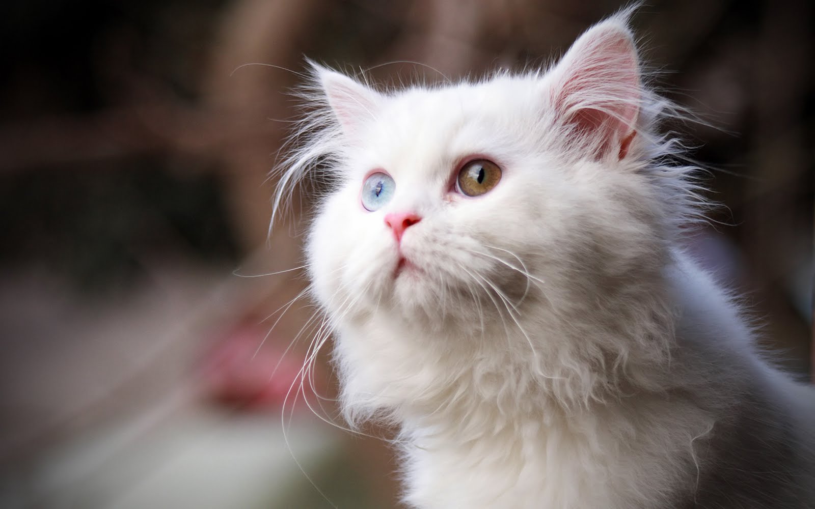 White Girly Cat HD Wallpapers | Walls 9