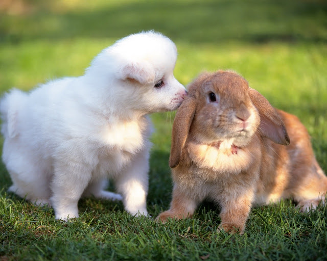 cute puppies kissing