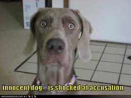 Funny Dog Pictures