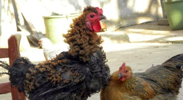Ada Ayam Jantan Berbulu Kribo di China | unikgaul