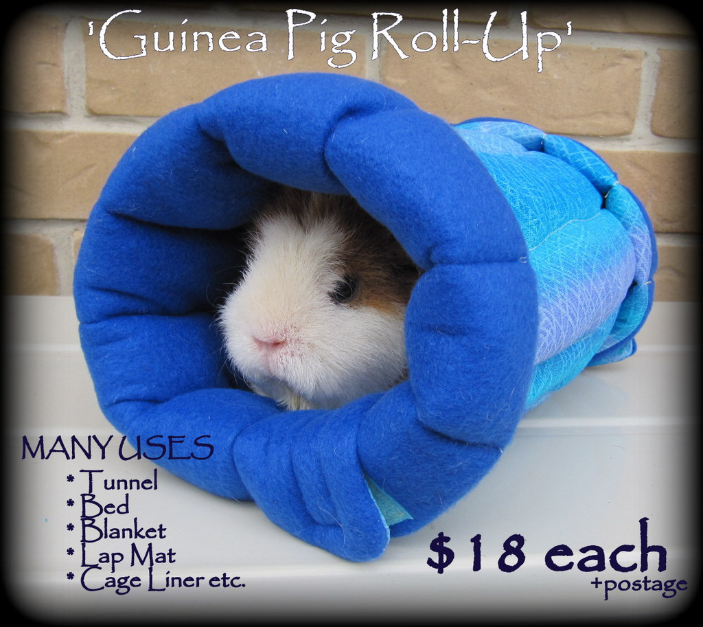All Things Guinea Pig Top Tips for Cavy Care