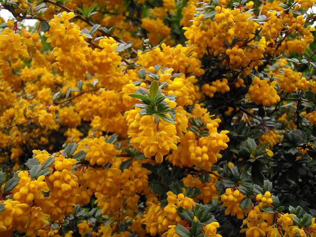 Frontiers Phytopharmacology And Clinical Updates Of Berberis