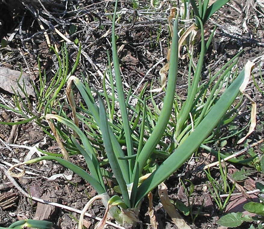 The Cheerful Agrarian Mostly About Onions