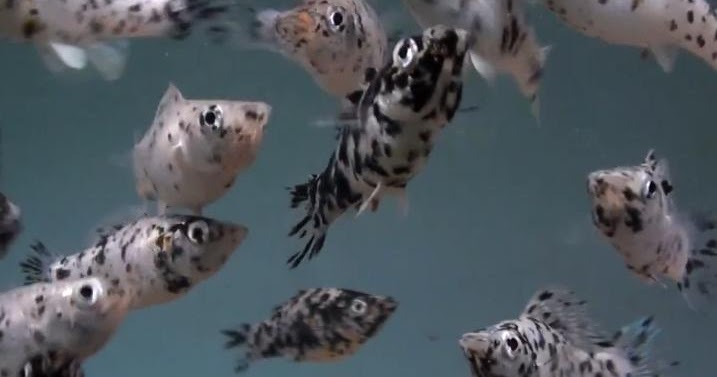 dalmation molly care