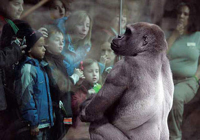 Gorillas in Franklin Park Zoos Gorillas in Franklin Park Zoos