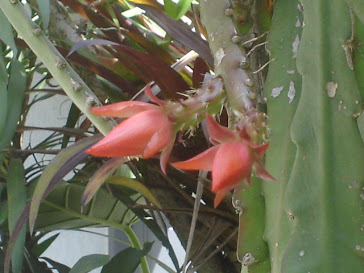 cactusorquidea epiphilum- nelma