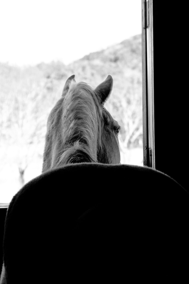 We ♥ our horses!