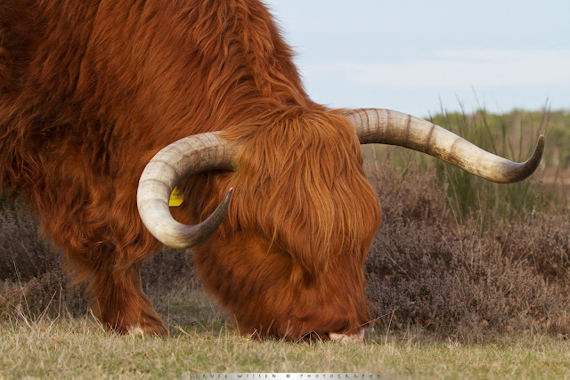 Schotse Hooglander - Scottish Higlander - Bos Taurus